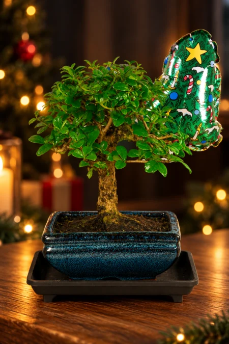 Perfect Secret Santa Gift | Flowering Bonsai – Mini Fukien Tea Tree Christmas Surprise