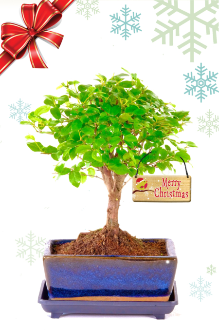 Cute fruiting Sageretia bonsai tree Christmas gift