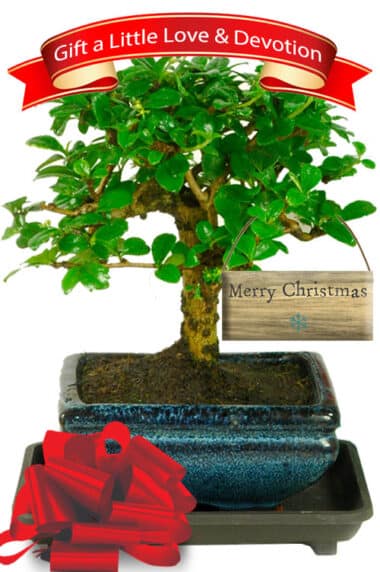 Delightful Dwarf Bonsai Christmas Gift