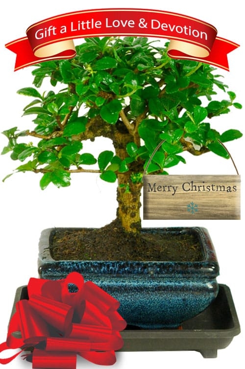 Flowering Fukien Tea Tree Bonsai Christmas Present for Beginners