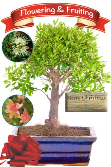 Roseapple myrtle flowering Christmas bonsai tree for indoors