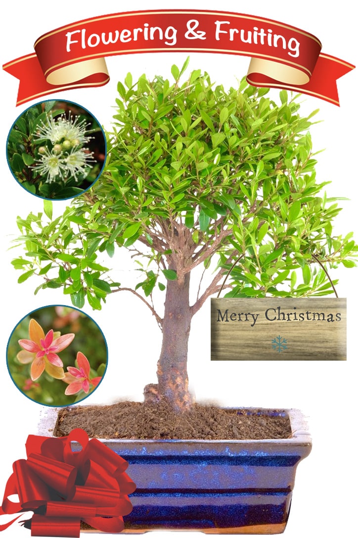 Gift a Tree Flowering Roseapple Indoor Merry Christmas Bonsai