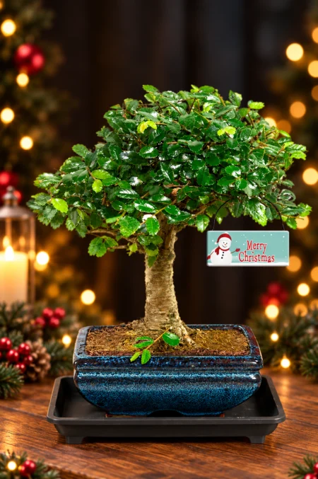 Miniature Indoor Beginner Christmas Bonsai – A Delightful & Meaningful Xmas Gift Idea