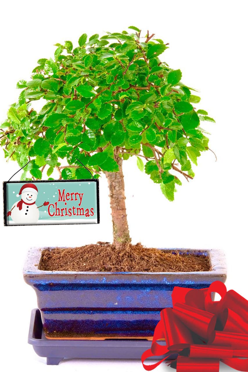 Magical Christmas Bonsai featuring our easiest care bonsai tree