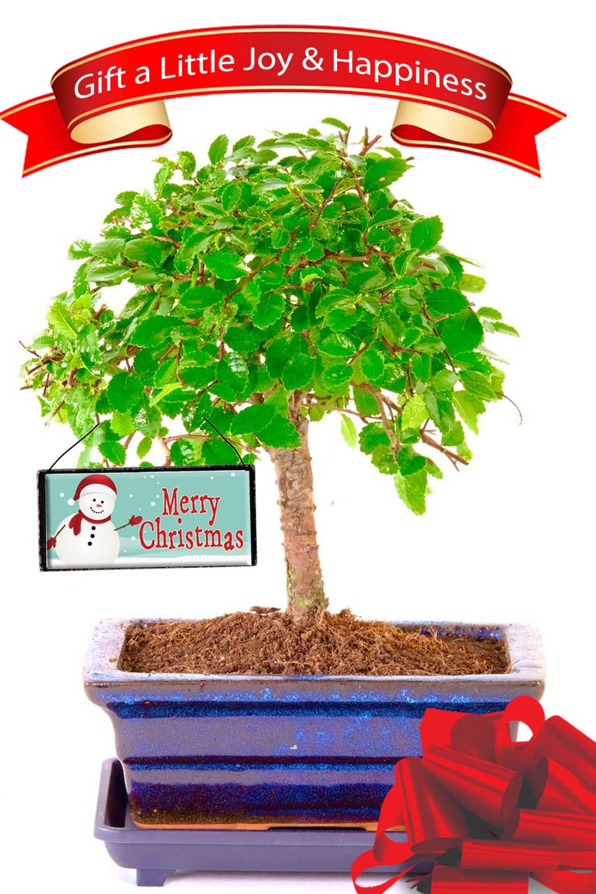 Magical Christmas Bonsai featuring our easiest care bonsai tree