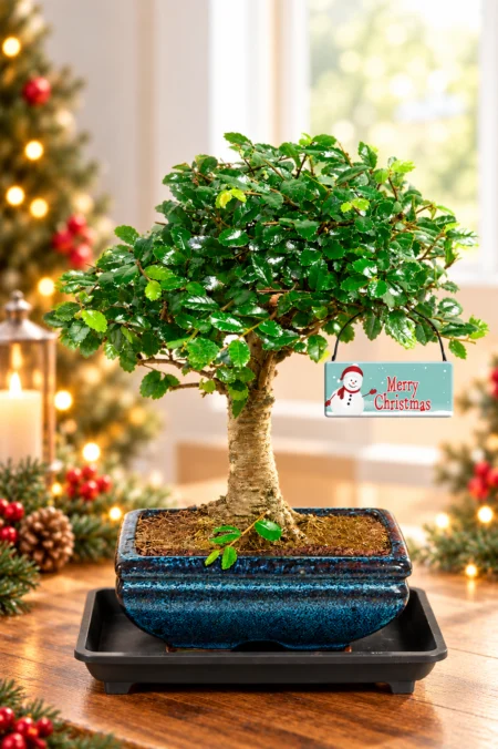 Miniature Chinese Elm Christmas Bonsai - Brings Joy and Happiness