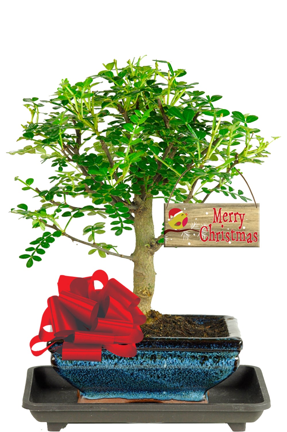 Christmas Plants Delivered Festive Aromatic Zesty Pepper Bonsai