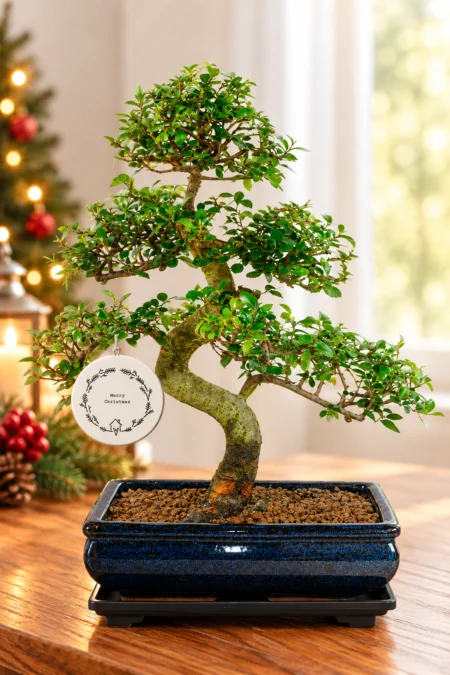 A quality indoor bonsai Christmas gift with free delivery available