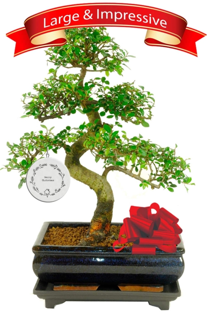 Large Beginners Indoor Bonsai Christmas Tree with Porcelain Tag