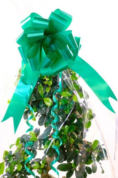 Emerald Green Bow