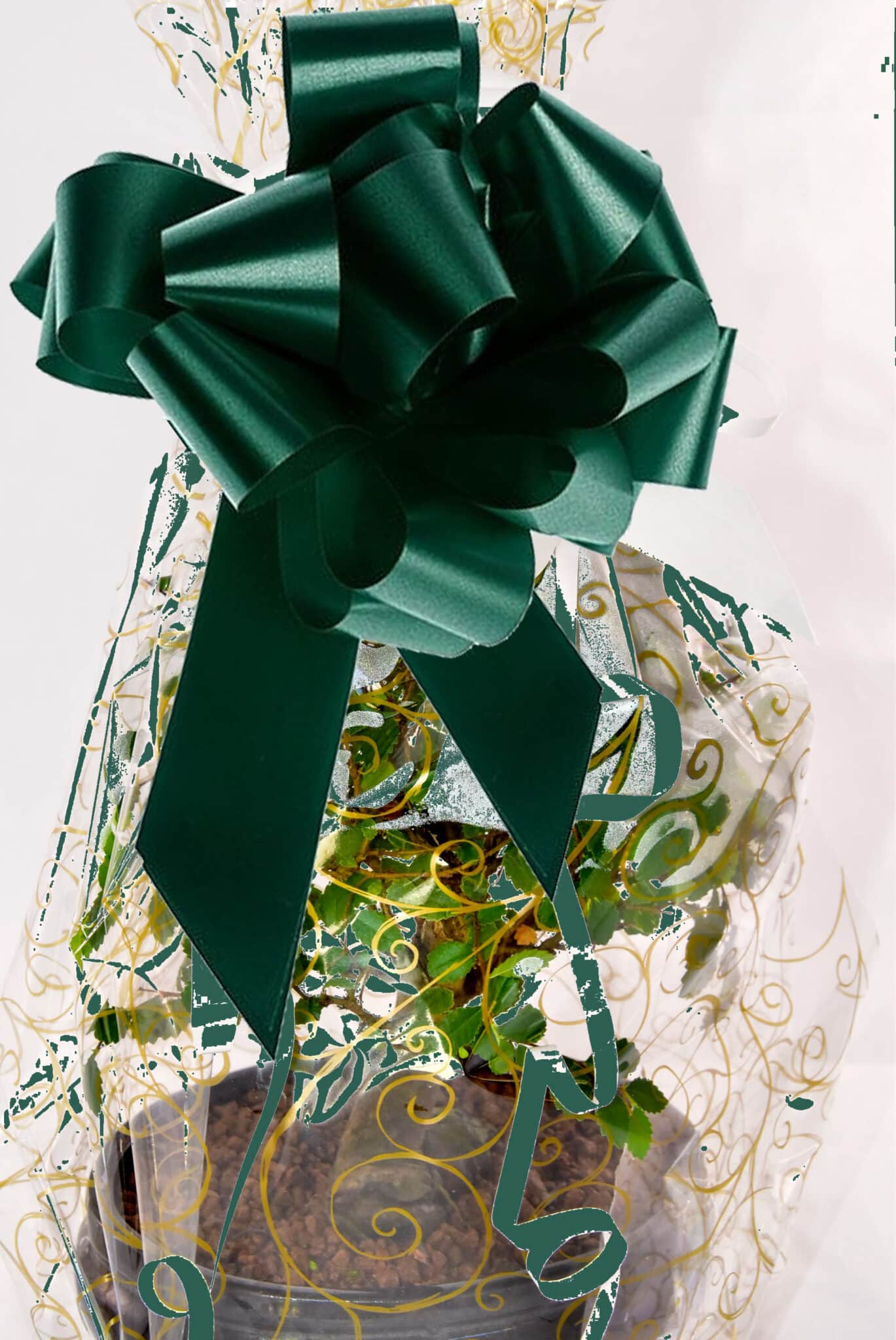 Forest Green Bow Gift Wrap