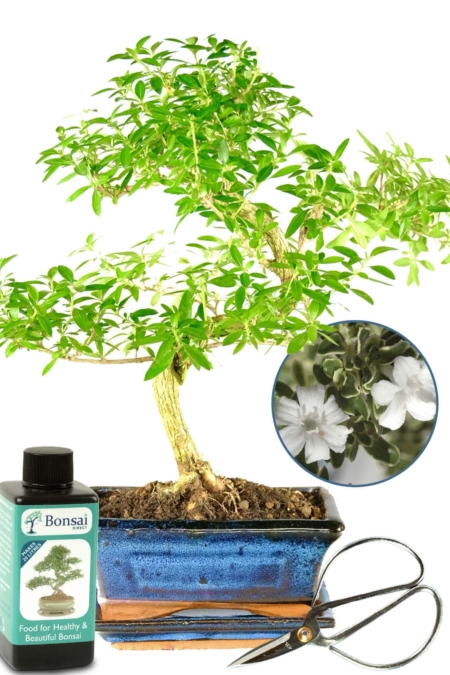 Serissa indoor bonsai tree with dainty proportions, bonsai fertiliser, drip tray & bonsai scissors