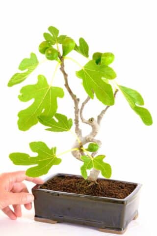 True character edible fig bonsai with amazing perspective