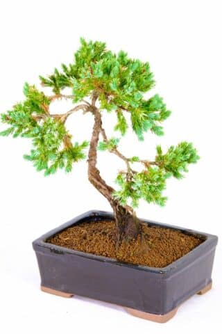 Juniper evergreen bonsais sleek black pot