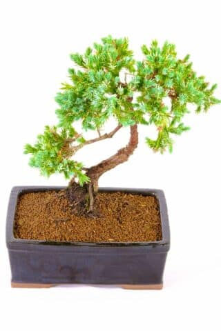 An easy care and hardy bonsai Juniper