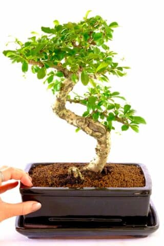 A highly refined bonsai for beginners with excellent artistic appeal
