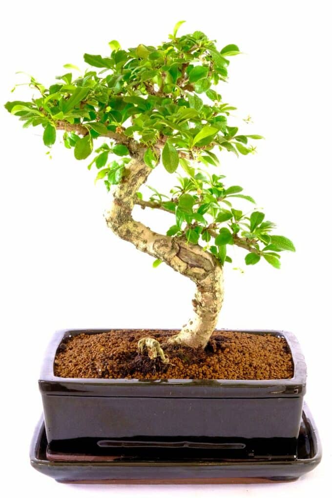 Extremely impressive Oriental Tea tree bonsai for sale in black pot