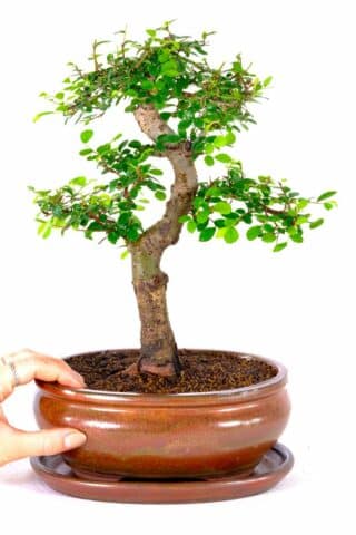 Wonderful indoor bonsai- The perfect beginners bonsai!