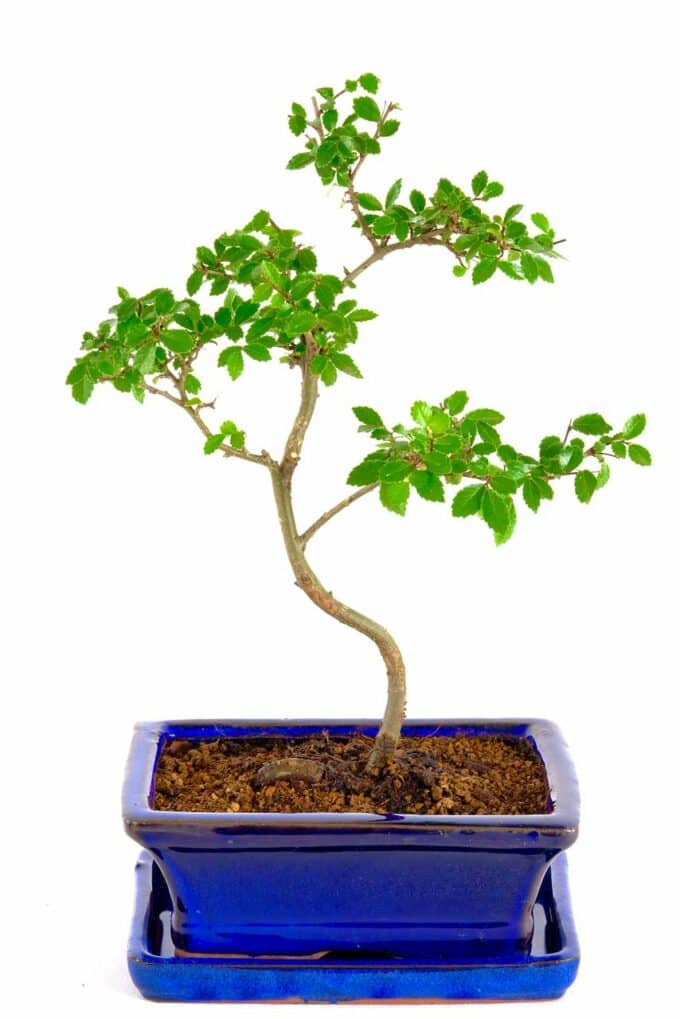 Adorable Shohin Chinese Elm bonsai UK