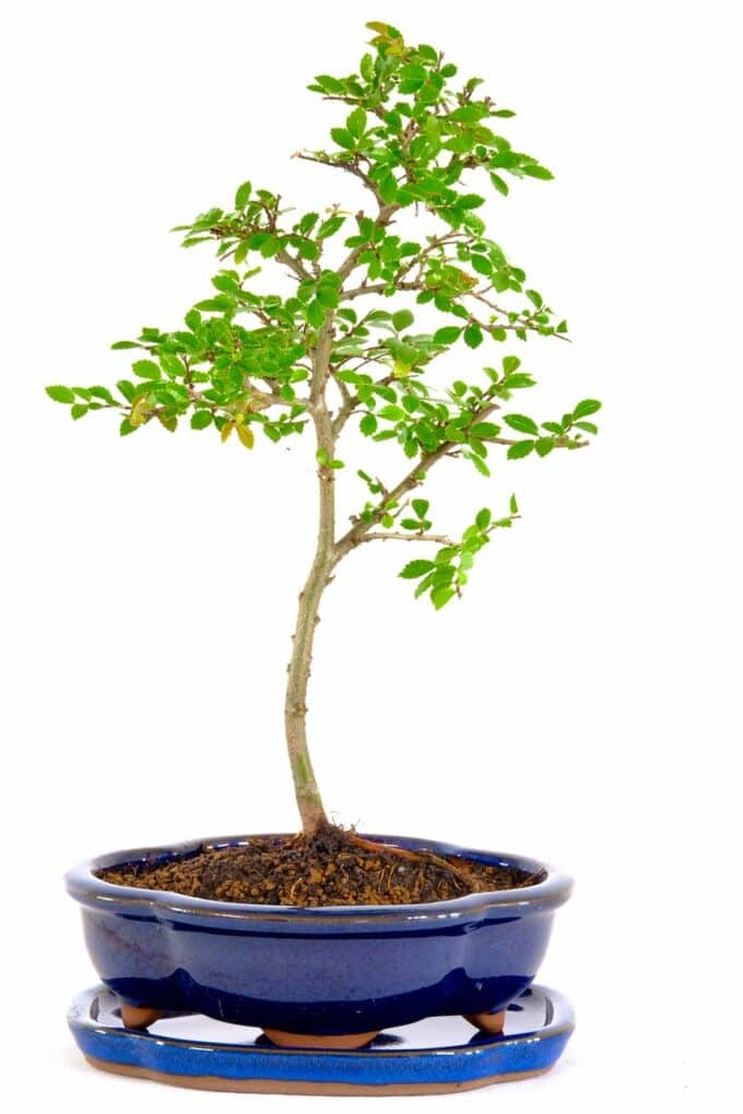 Beautiful Shohin Chinese Elm bonsai UK