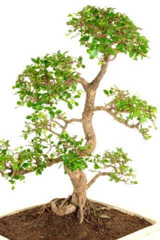 Bonsai to wow and make an impressive feature