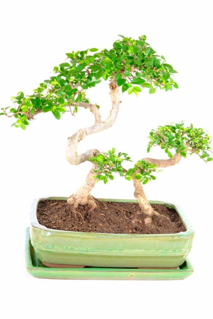 Twin Chinese Elm bonsai for sale UK