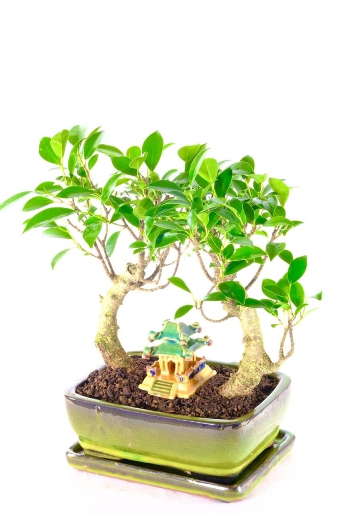 Beautiful Twin Beginners Indoor Ficus Bonsai with Oriental temple