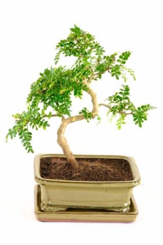 A very delightful miniature fragrant pepper bonsai