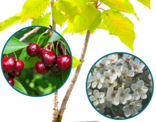 Prunus avium bonsai fruits & flowers