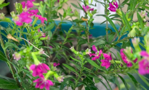 Aesthetic house plants - Beautiful bonsai trees