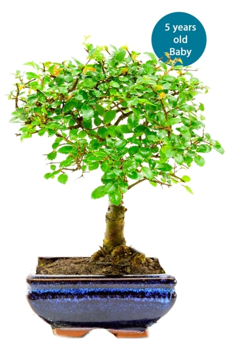 Broom Chinese Elm build a bonsai