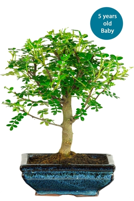 Broom Aromatic Pepper build a bonsai