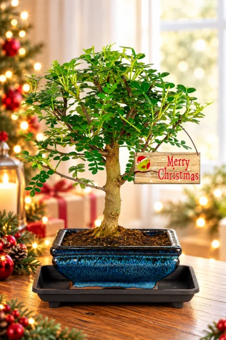 Aromatic Christmas Bonsai Plant | Delivered straight to your door free of charge