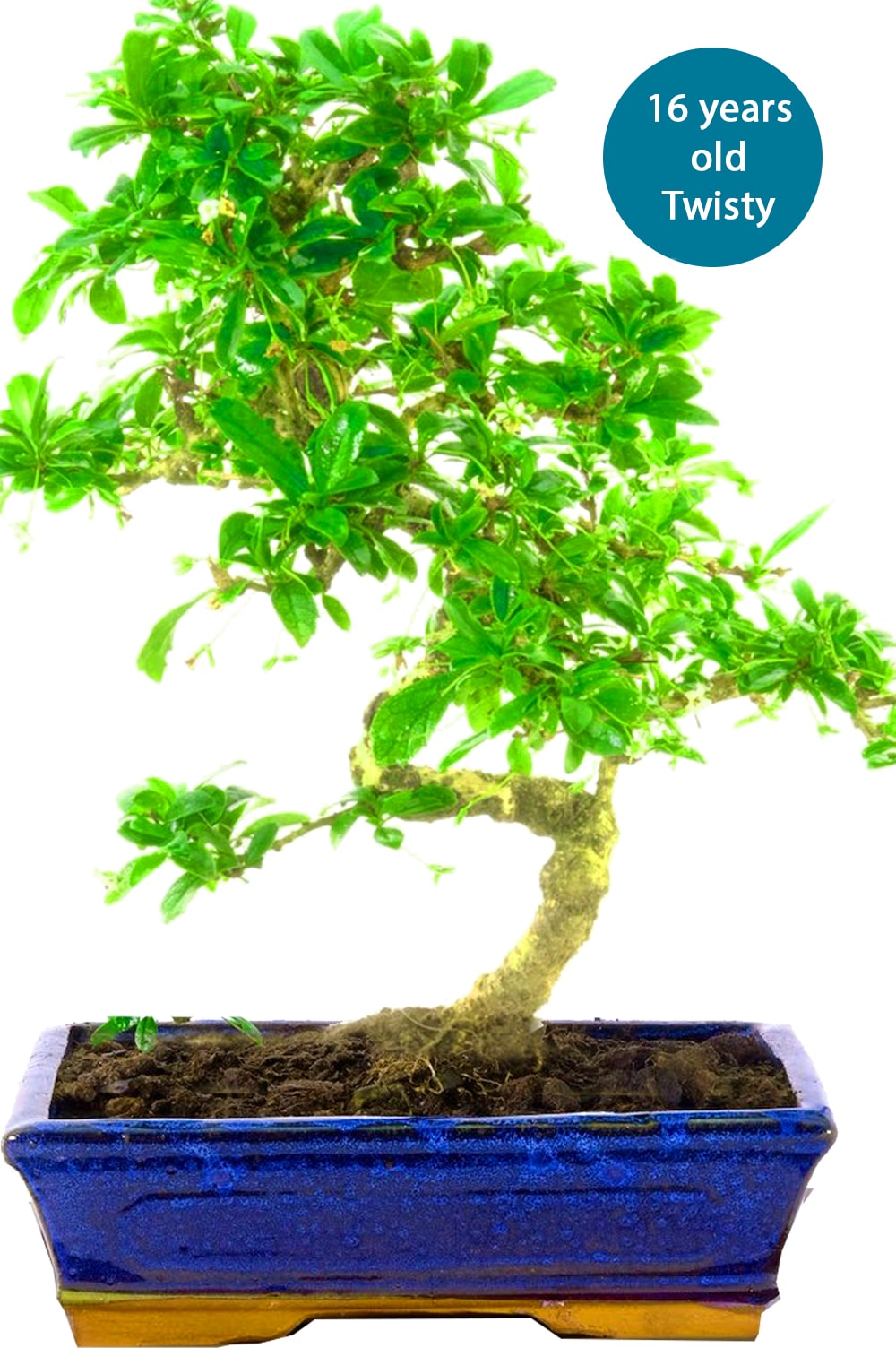 Flowering Oriental Fukien Tea Tree Indoor Bonsai - Large Size 17 years