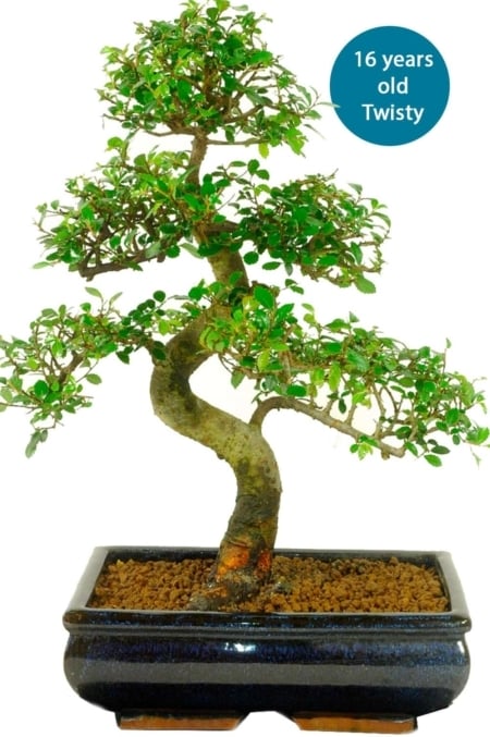 Large Chinese Elm build a bonsai