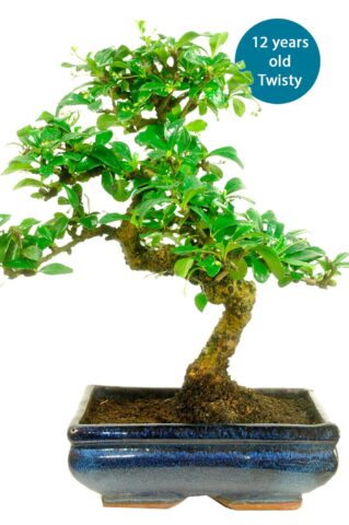 Medium Oriental Fukien Tea Tree build a bonsai