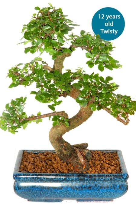 Medium Chinese Elm build a bonsai