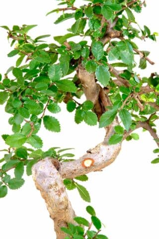 The Chinese elm is an all-time favourites and this one is no exception