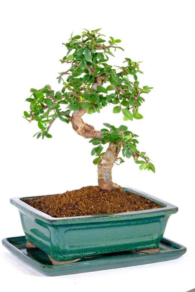 A beautiful refined character Bonsai from our premium indoor collection