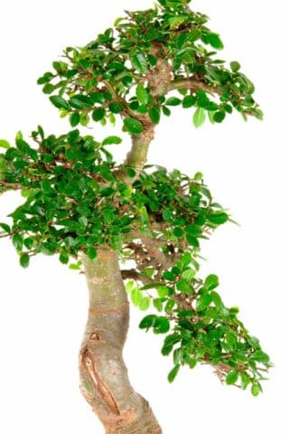 Savannah style beginners indoor bonsai with strong commanding design