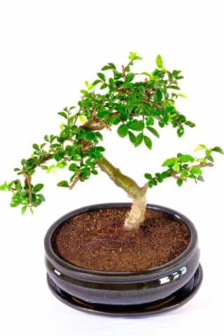 A supreme Chinese Elm for beginners