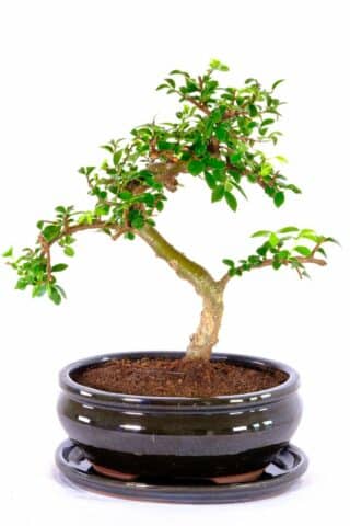 Highly refined and elegant premium beginners bonsai for sale