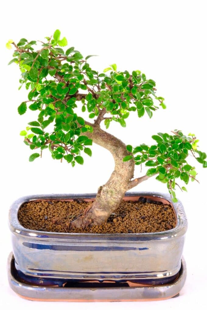 Sensational dwarf Chinese elm from excellence range