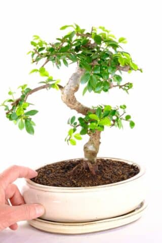 A strong Chinese Elm design with pretty appearance
