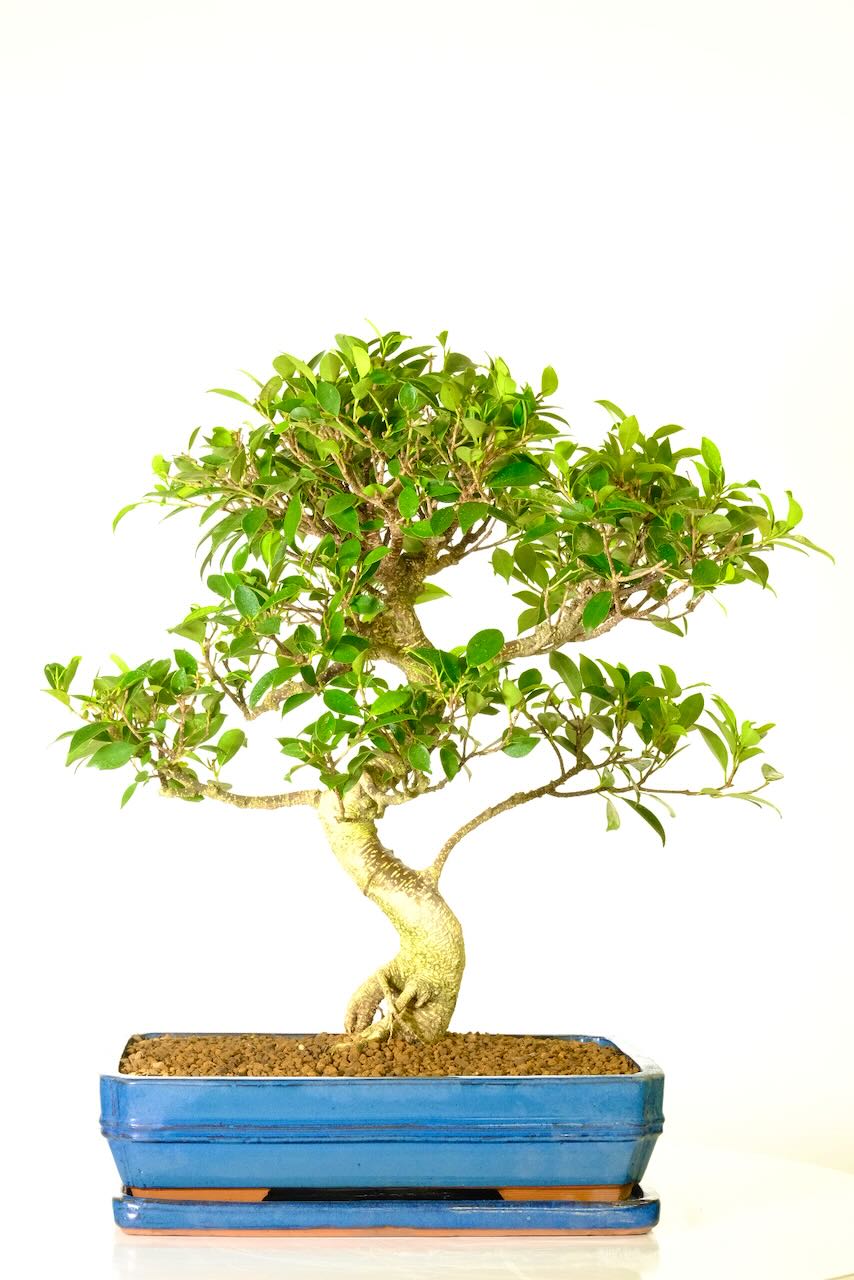 Magnificent 32 year old FICUS BANYAN BONSAI TREE FOR SALE