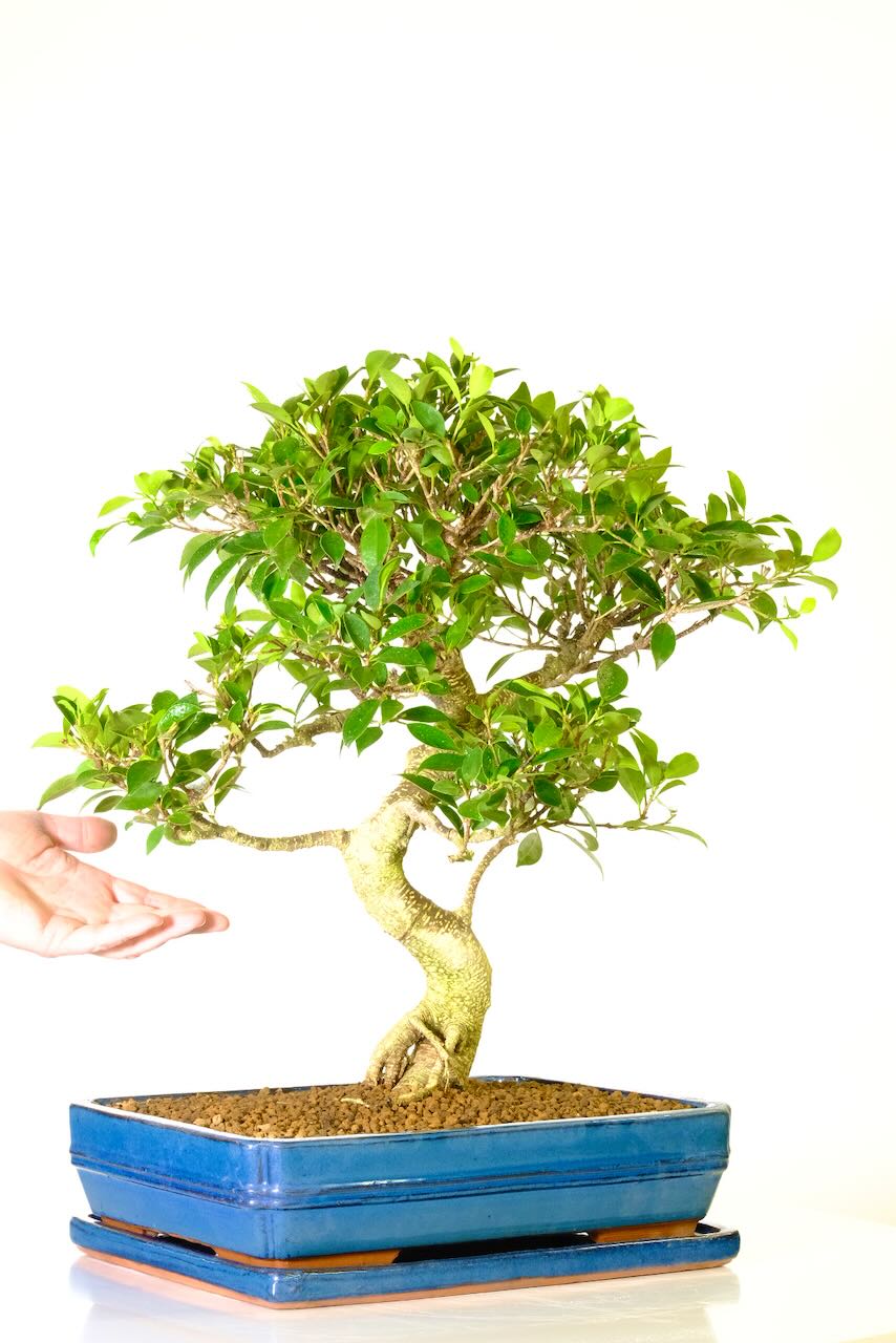 An extra large fruiting variety of bonsai related to the fig family