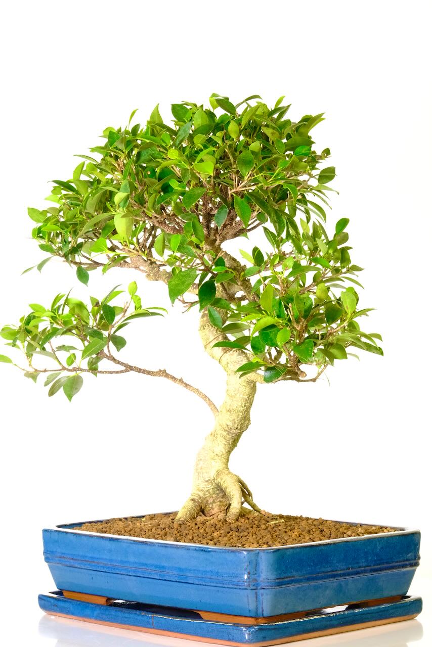 FREE delivery on the date of your choice available