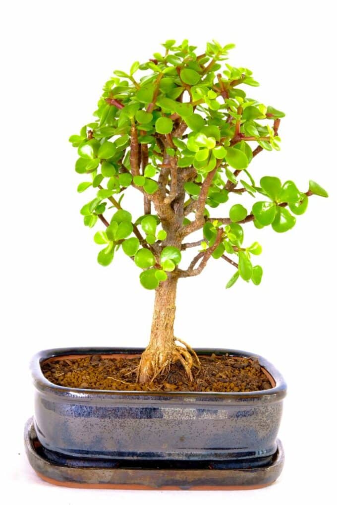 Gorgeous Jade bonsai for sale UK