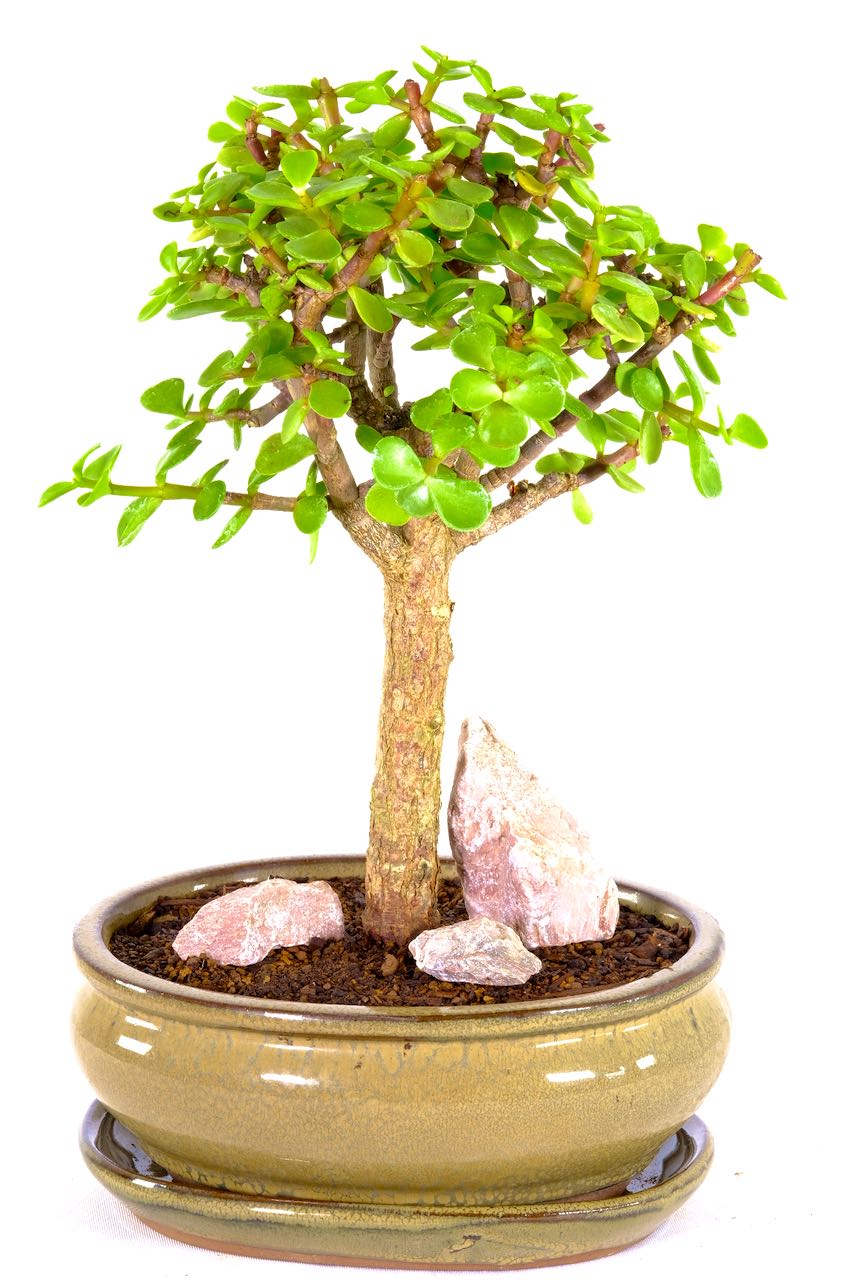 WoodlandStyle Jade Bonsai with Distinctly Shaped Leaves UK