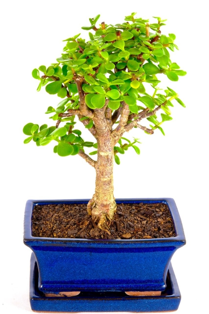 Statement BroomStyle Jade Bonsai with Strong Trunk Stature UK